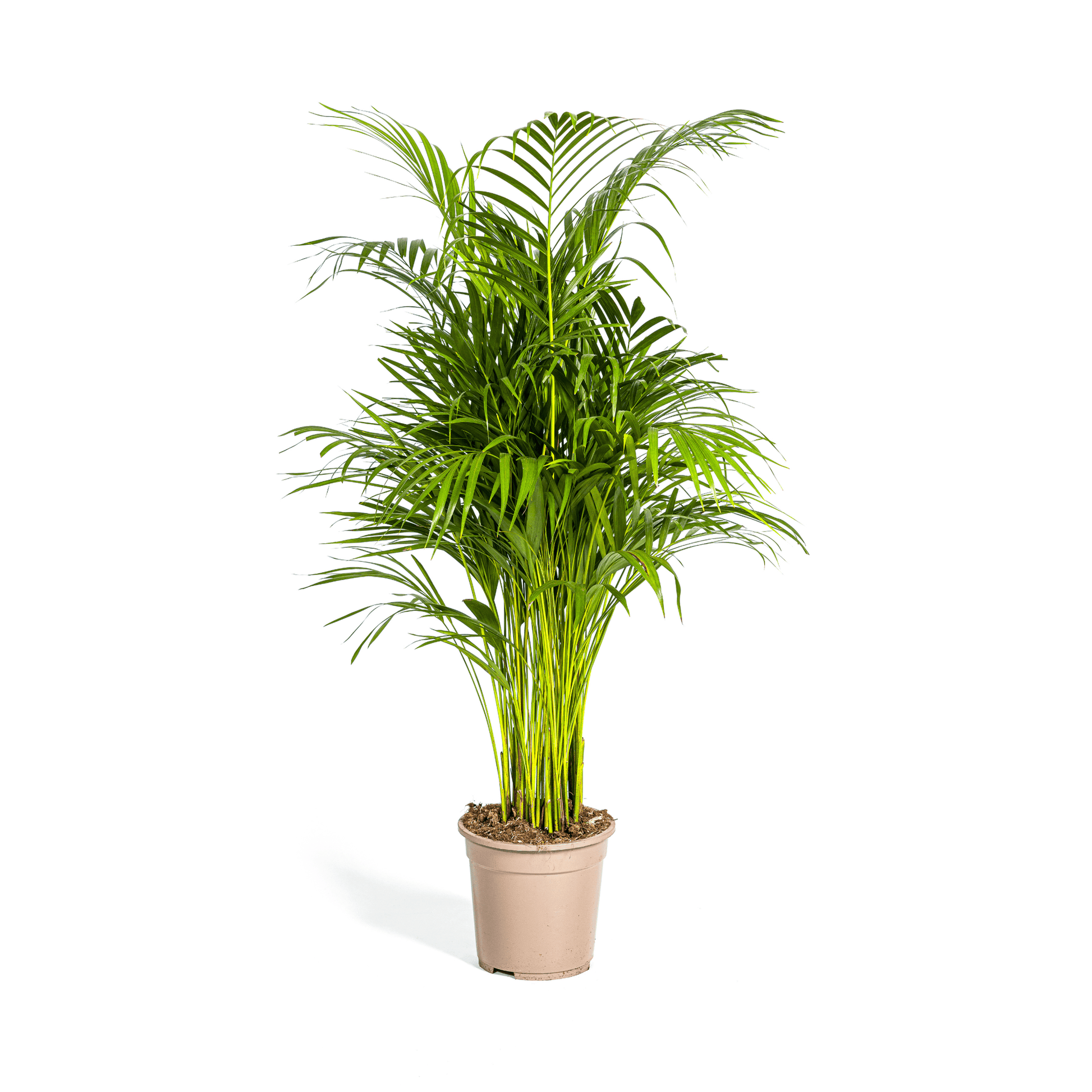 Dypsis Areca Lutescens Ø21cm - ↕100 - 120cm - Botanic-Vibes