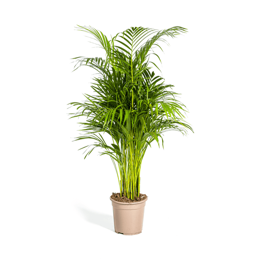 Dypsis Areca Lutescens Ø21cm - ↕100 - 120cm - Botanic-Vibes