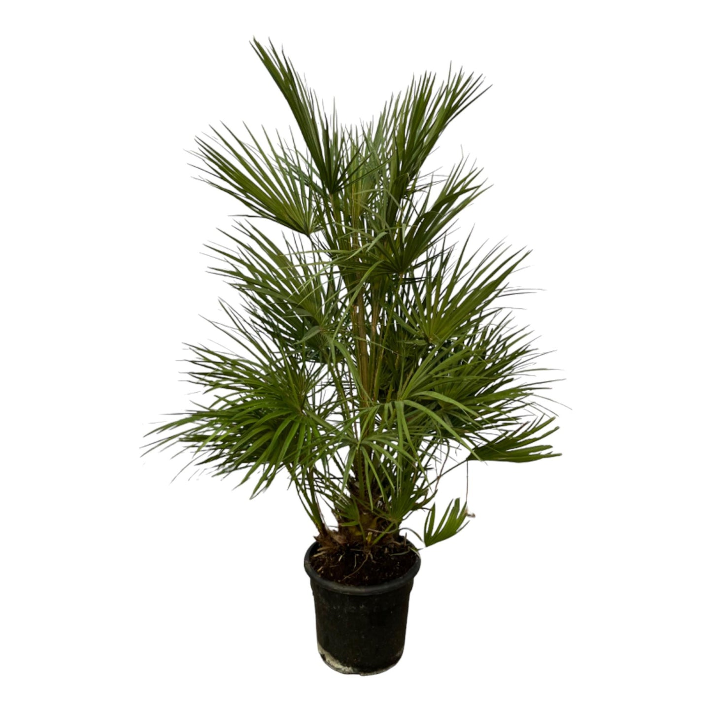 Chamaerops humilis – 130 cm – Ø24