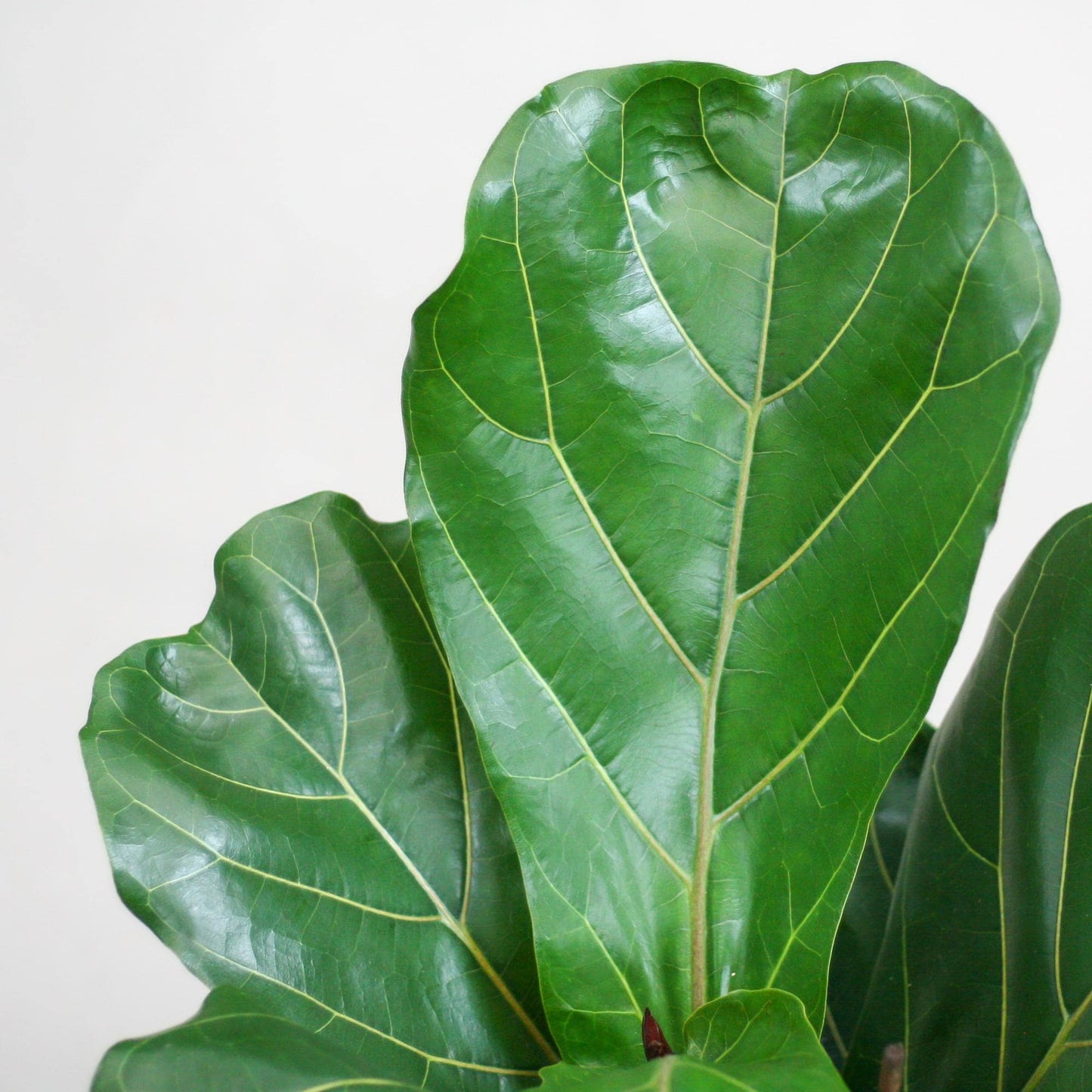 Ficus Lyrata mit Viber-Topf weiß – 80 cm – Ø21 - Botanic-Vibes