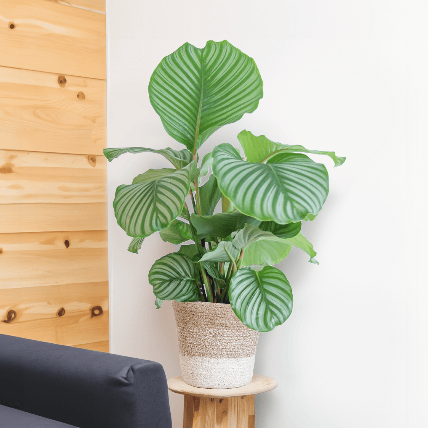 Calathea Orbifolia mit weißem Lissabon-Korb - 65cm - Ø19 - Botanic-Vibes