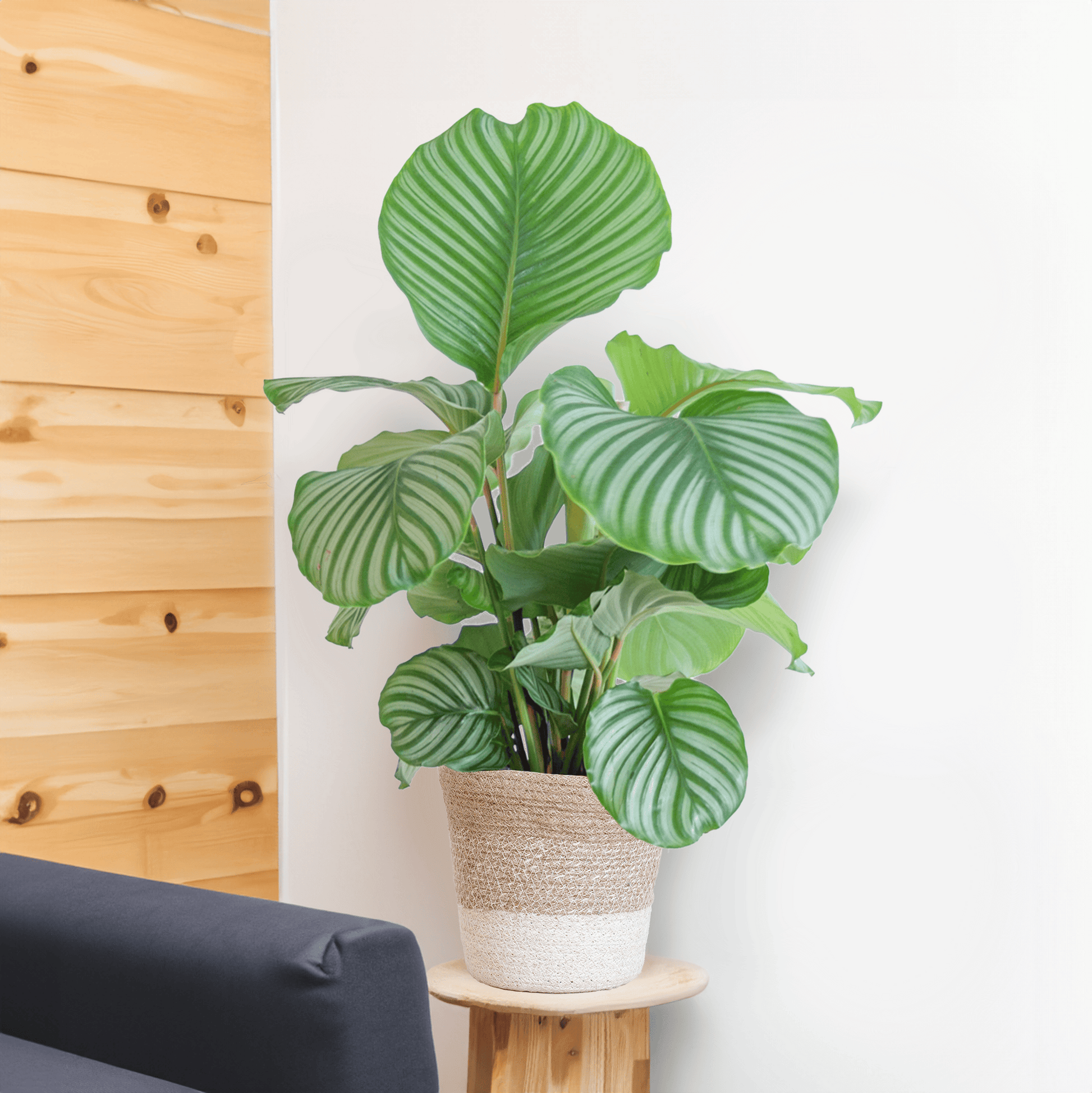 Calathea Orbifolia mit weißem Lissabon-Korb - 65cm - Ø19 - Botanic-Vibes