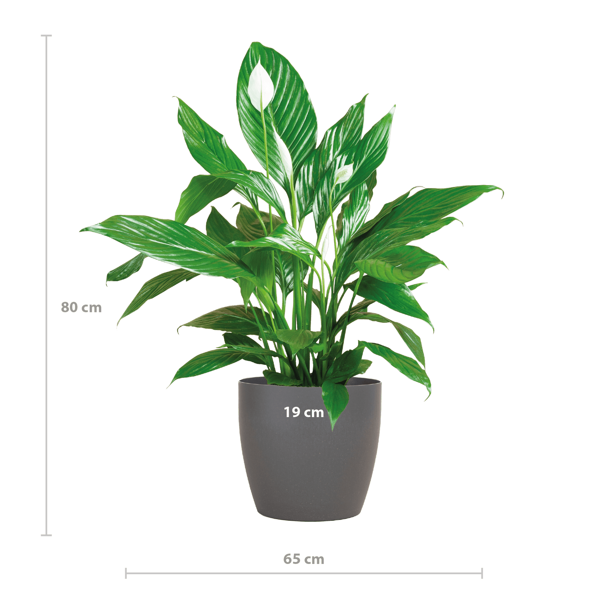 Spathiphyllum mit Viber grau – 80 cm – Ø21 - Botanic-Vibes