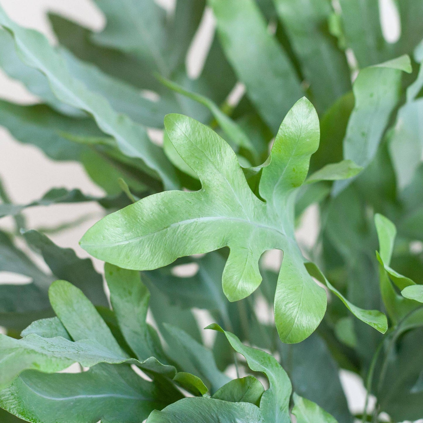 Phlebodium Aureum 'Blue Star' mit Korb Lissabon weiß - 40cm - Ø17 - Botanic-Vibes