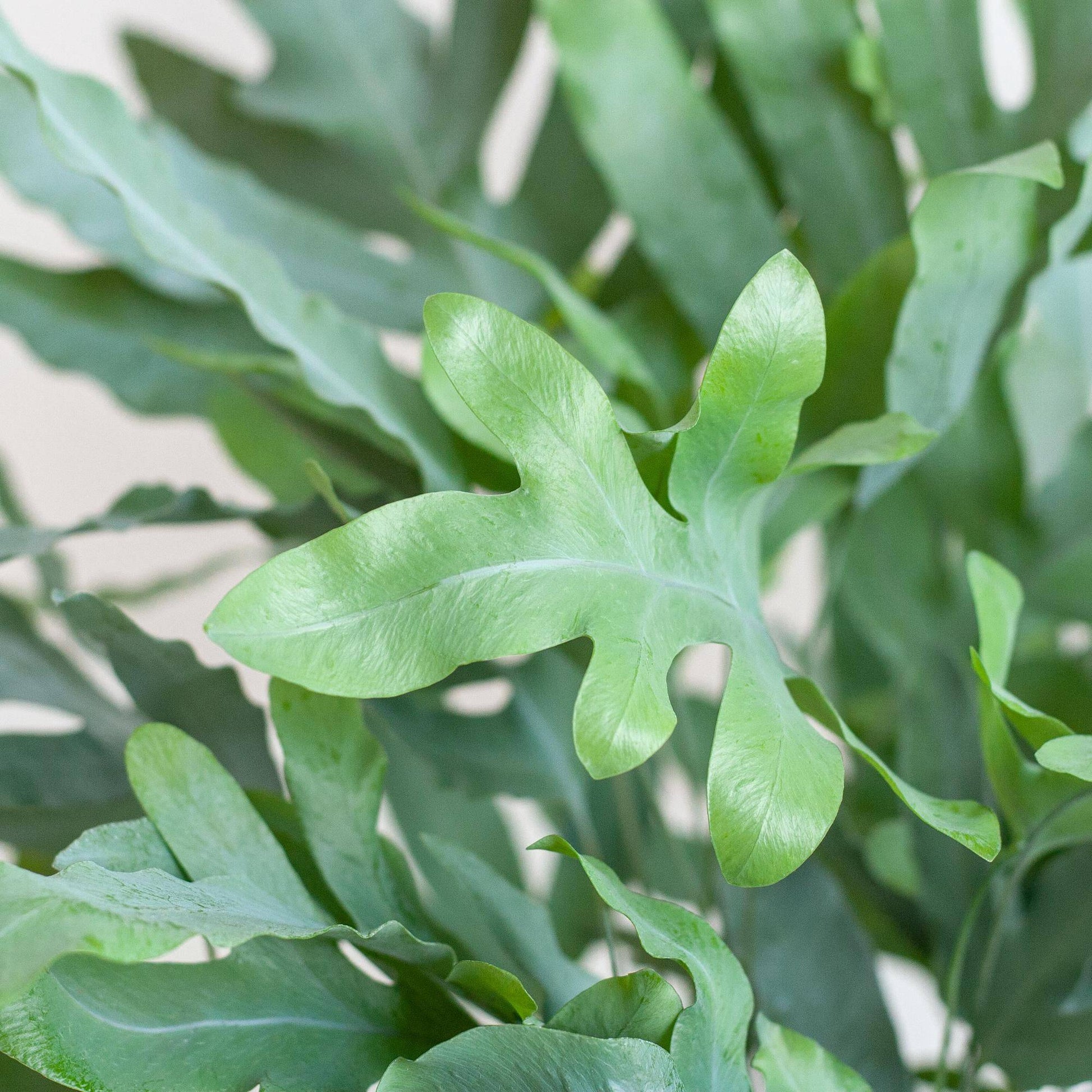Phlebodium Aureum 'Blue Star' mit Korb Lissabon weiß - 40cm - Ø17 - Botanic-Vibes