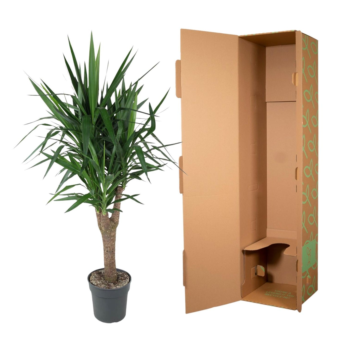 Yucca Elephantipe vertakt – 150 cm – Ø31
