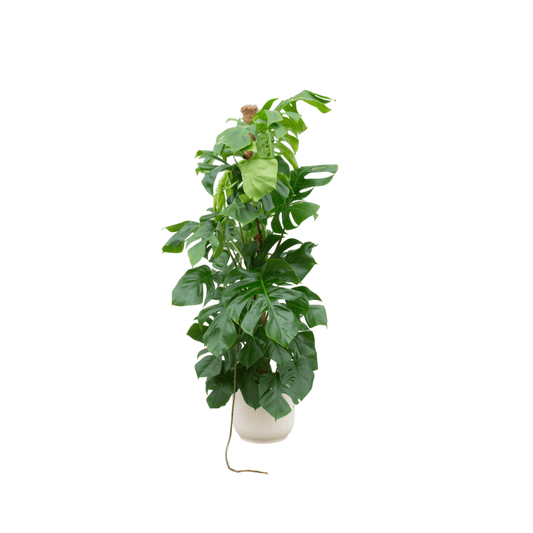 Combi deal - Monstera pertusum XL inklusive elho Vibes Fold Round Weiß Ø30 – 150 cm - Botanic-Vibes