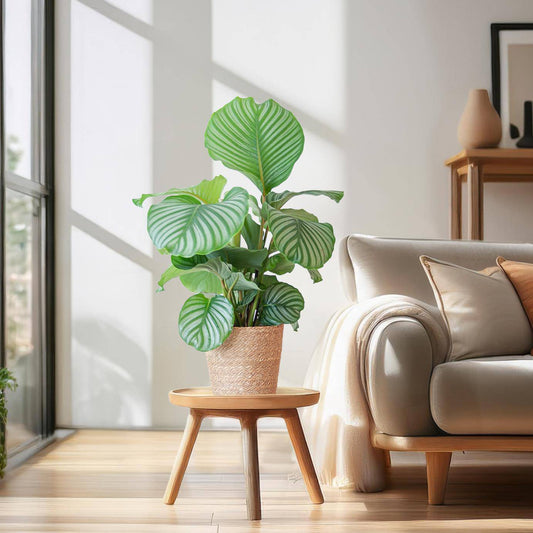Calathea Orbifolia mit Sofia-Korb natur  - 65cm - Ø21 - Botanic-Vibes
