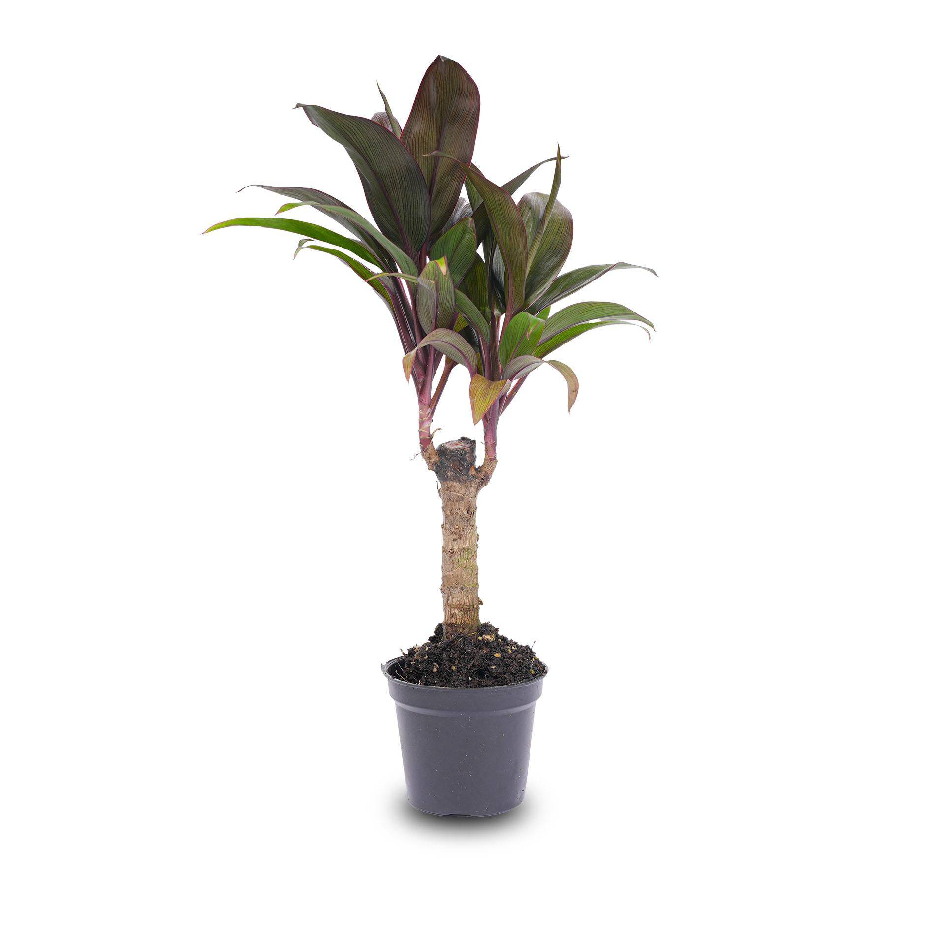 Mini-Palme – Cordyline fruticosa 'Purple Compacta' – Terrarienpflanze – Topfgröße 6 - Botanic-Vibes