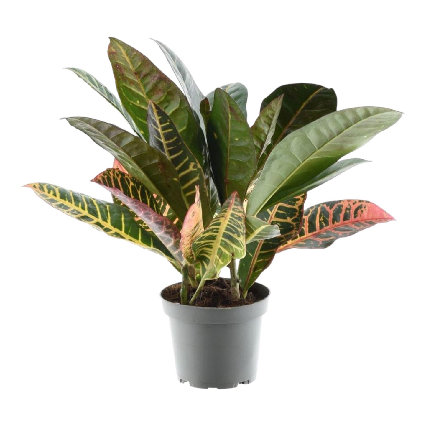 Codiaeum variegatum 'Petra' – 30 cm – Ø12