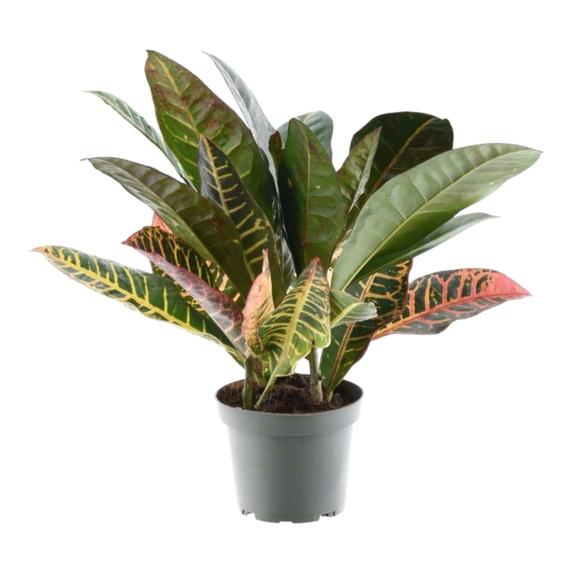 Codiaeum variegatum 'Petra' – 30 cm – Ø12 - Botanic-Vibes