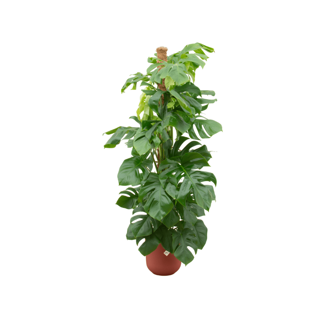 Combi deal - Monstera pertusum XL inklusive elho Jazz Round Rot Ø26 – 150 cm - Botanic-Vibes