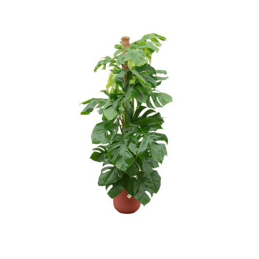 Combi deal - Monstera pertusum XL inklusive elho Jazz Round Rot Ø26 – 150 cm - Botanic-Vibes