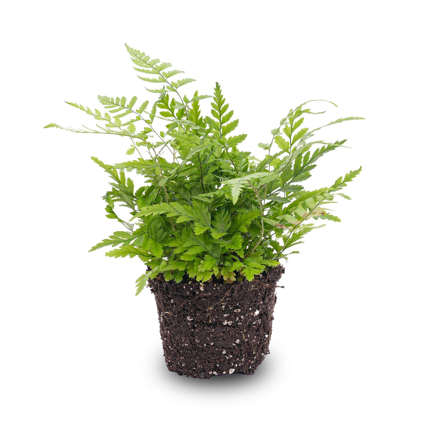 Varen – Athyrium spicatum – Terrarienpflanze – Topfgröße 6