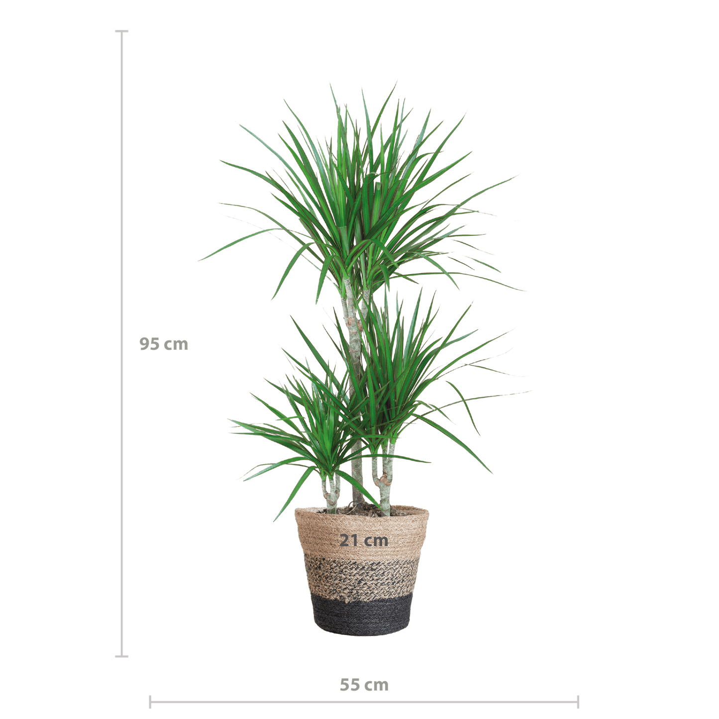 Dracaena Marginata mit Lissabon Schwarz Korb - 95cm - Ø21 - Botanic-Vibes