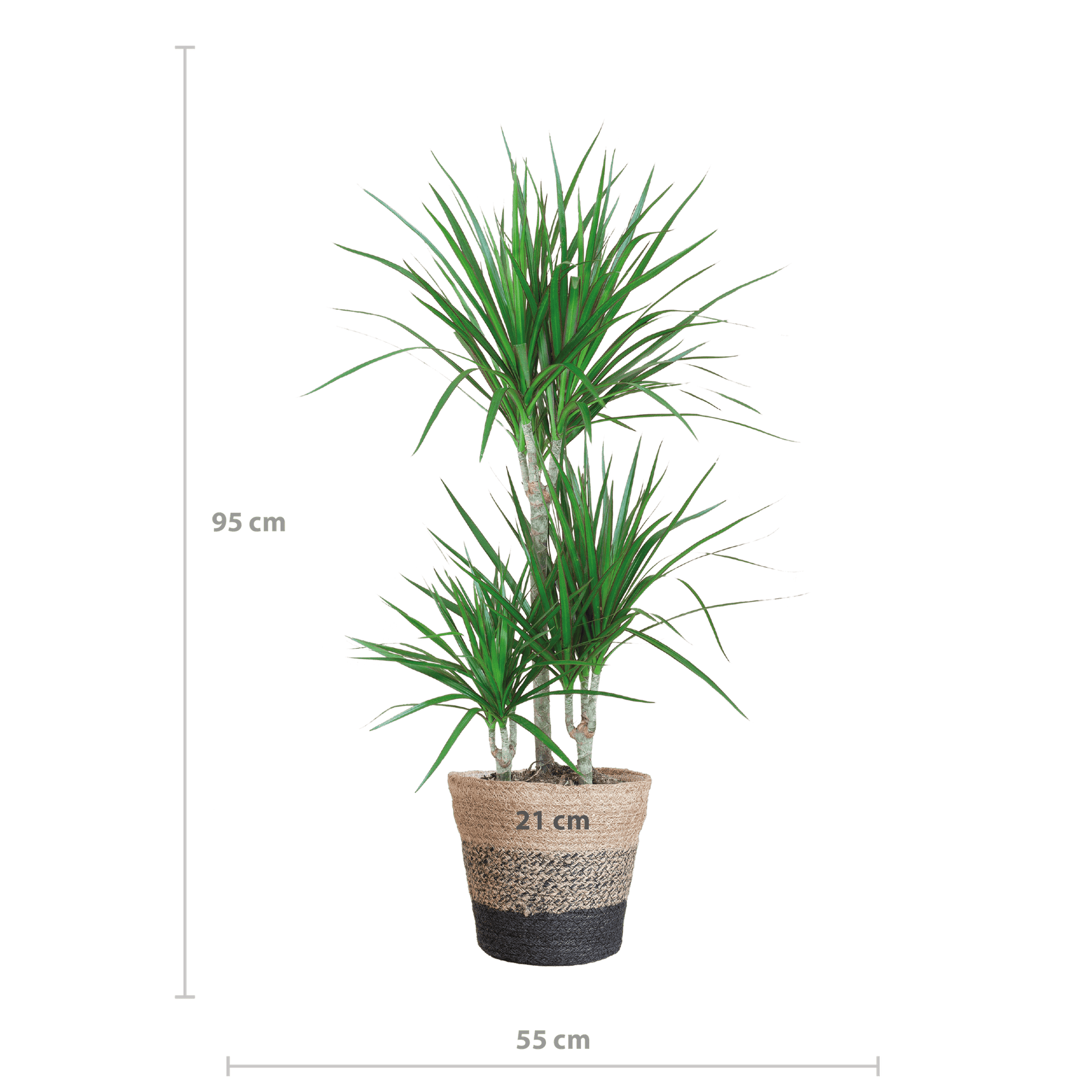 Dracaena Marginata mit Lissabon Schwarz Korb - 95cm - Ø21 - Botanic-Vibes