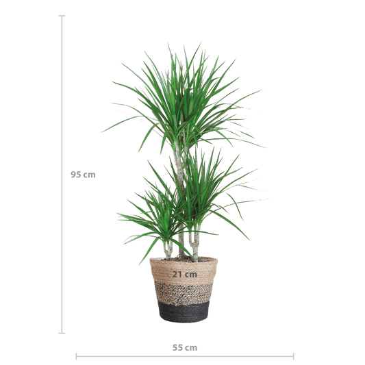Dracaena Marginata mit Lissabon Schwarz Korb - 95cm - Ø21 - Botanic-Vibes