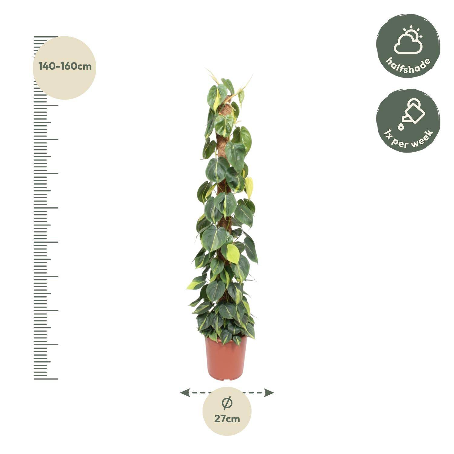 Philodendron scandens ‚Brasil‘ – mit Moosstab – 150 cm – Ø27 - Botanic-Vibes