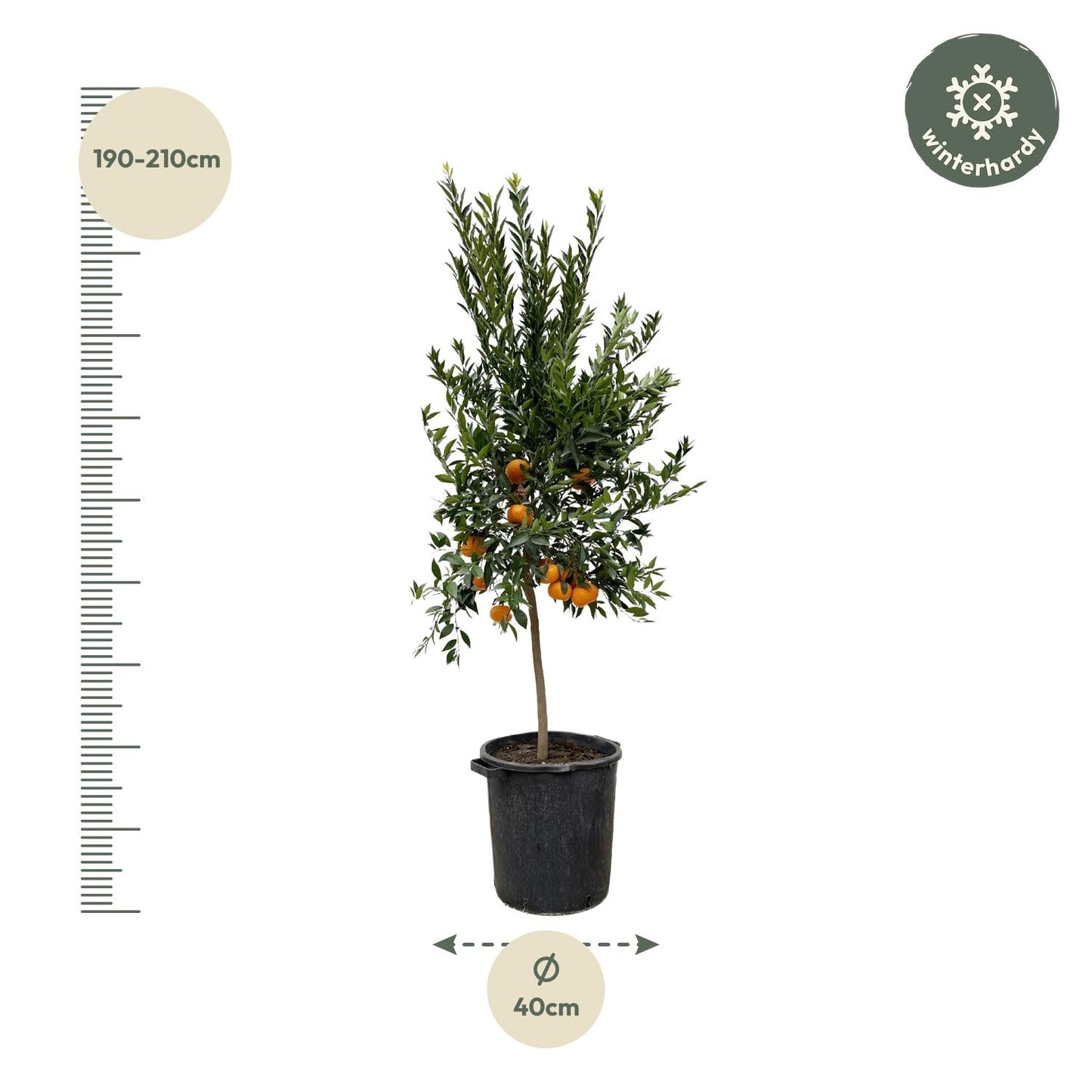 Citrus Mandarino – 200 cm – Ø40