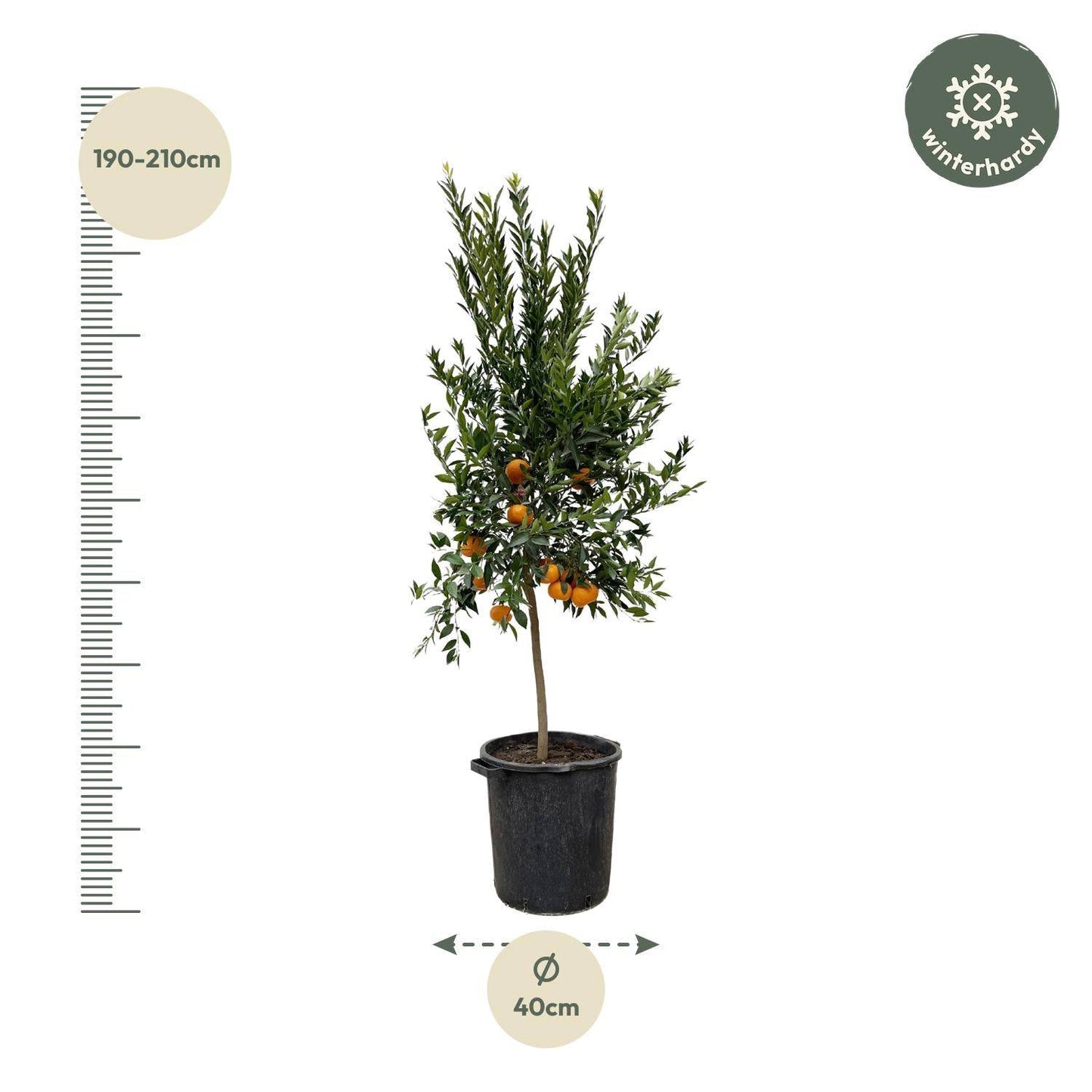 Citrus Mandarino – 200 cm – Ø40 - Botanic-Vibes