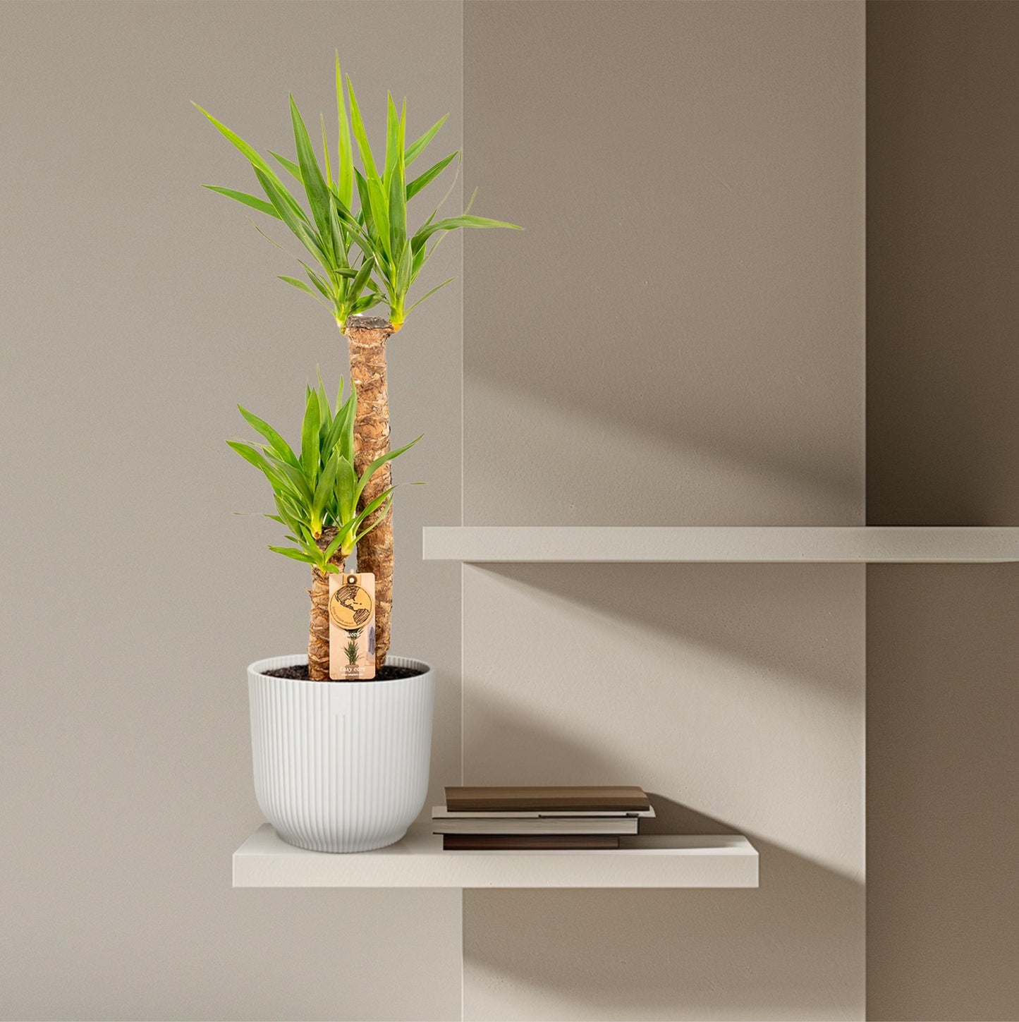 Yucca – Ø21cm – 100cm