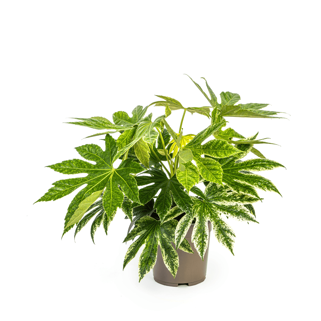 Fatsia Japonica Spider's Web Ø19cm - ↕40 - 50cm - Botanic-Vibes