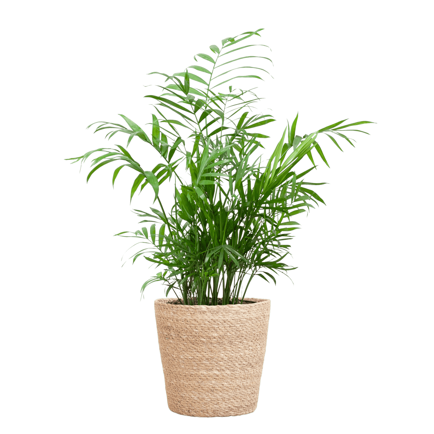 Chamadorea Elegans mit Sofia-Korb natur  - 55cm - Ø17 - Botanic-Vibes