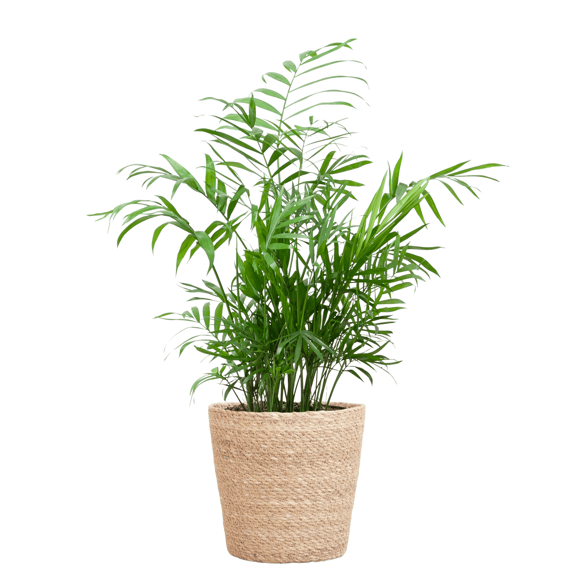 Chamadorea Elegans mit Sofia-Korb natur  - 55cm - Ø17 - Botanic-Vibes