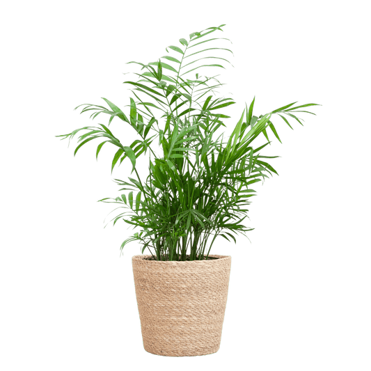 Chamadorea Elegans mit Sofia-Korb natur  - 55cm - Ø17 - Botanic-Vibes