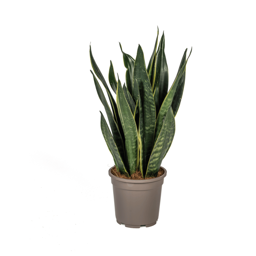 Sansevieria Trifasciata Futura Black Ø17cm - ↕45 - 55cm - Botanic-Vibes