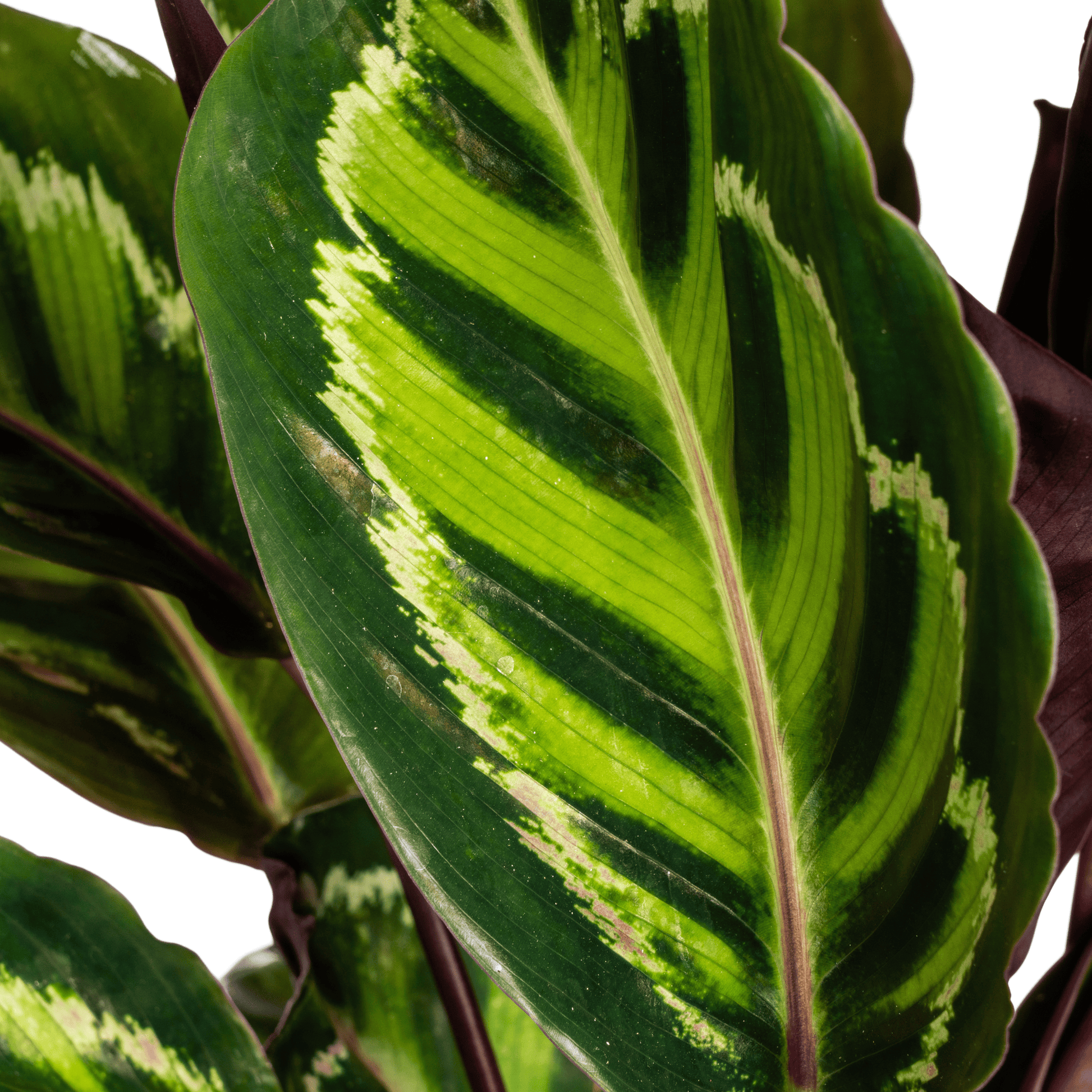 Calathea Roseopicta Ø17cm - ↕40 - 50cm - Botanic-Vibes