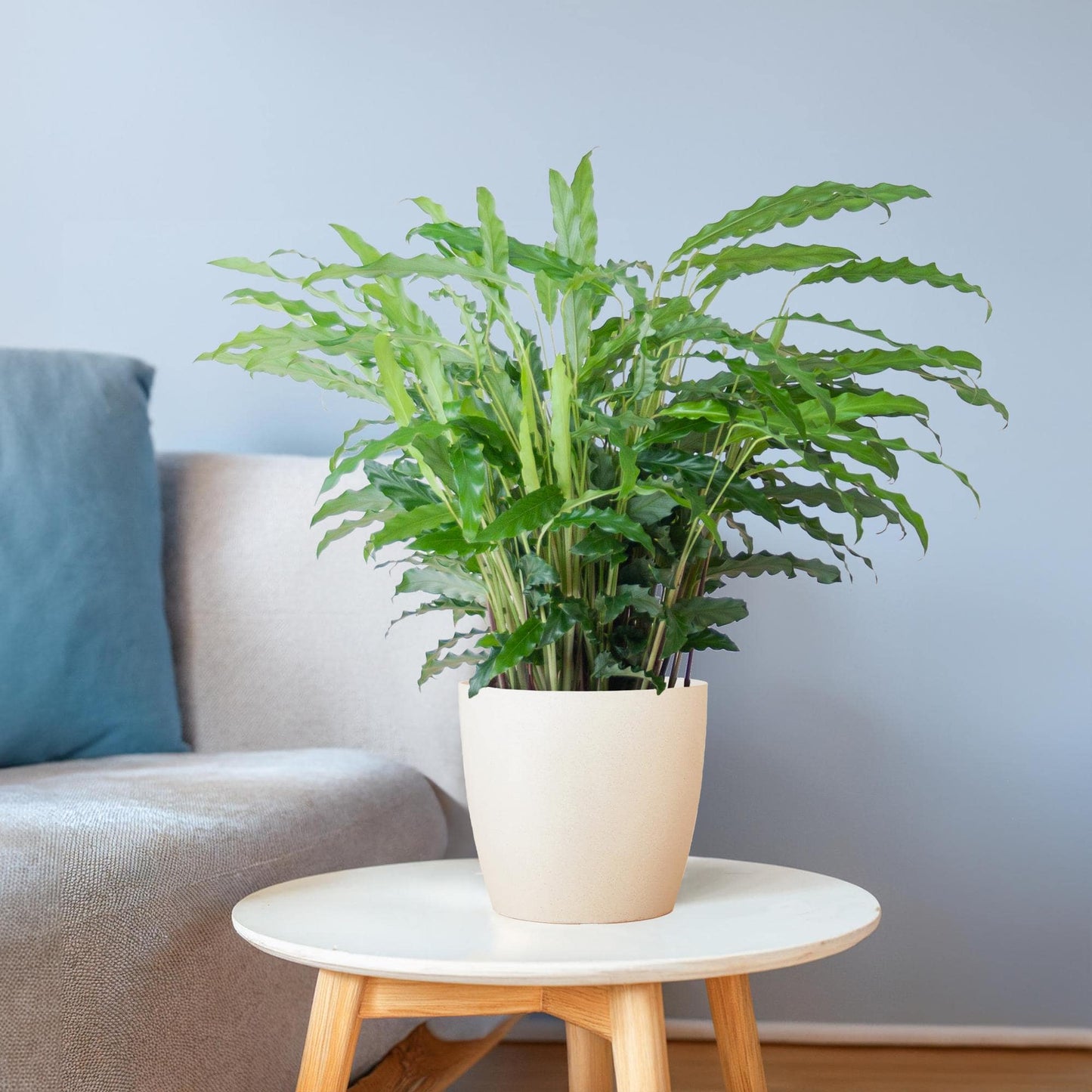 Calathea Rufibarba mit Viber weiß - 55cm - Ø17 - Botanic-Vibes