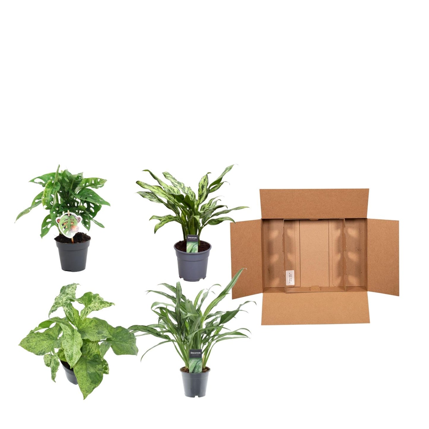 Groen mix 4 planten – monstera obliqua 'monkey leaf' – 25 cm – Ø12 – aglaonema juliette – 40 cm – Ø12 – syngonium mottled – 25 cm – Ø12 – aglaonema cutlass – 40 cm – Ø12