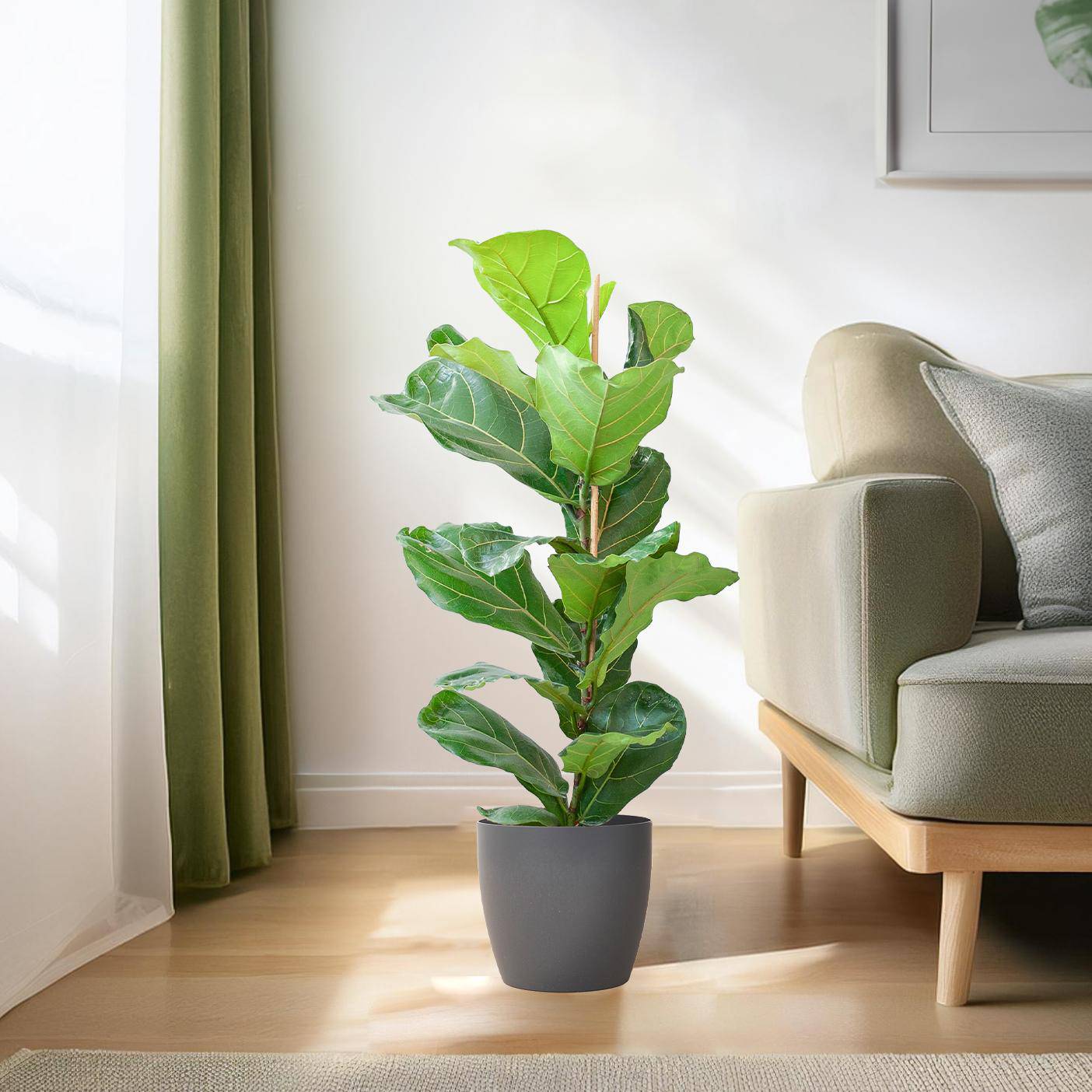 Ficus Lyrata mit Viber-Topf Grau – 80 cm – Ø21 - Botanic-Vibes