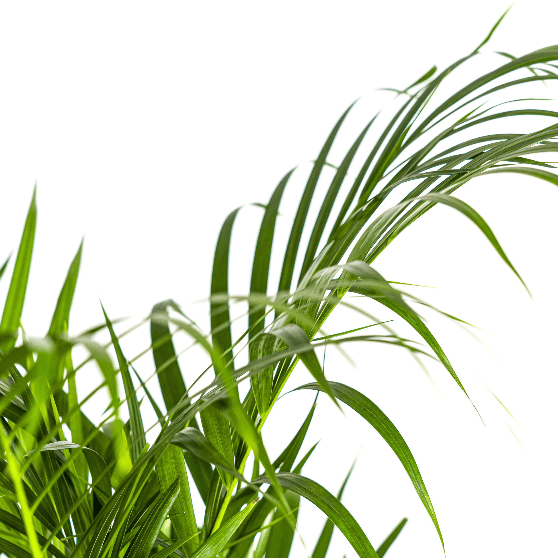 Dypsis Areca Lutescens Ø21cm - ↕100 - 120cm - Botanic-Vibes
