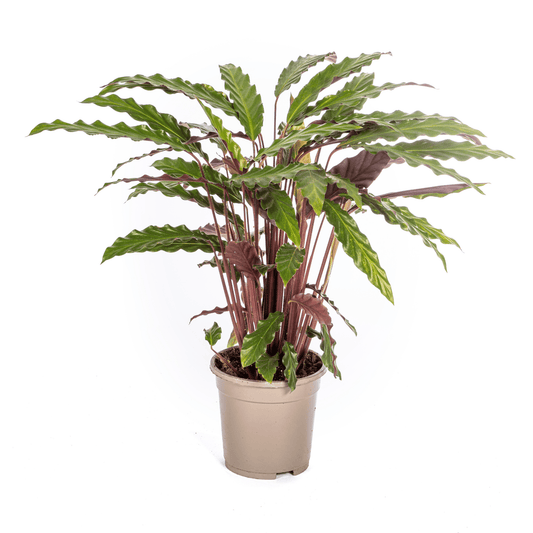 Calathea Rufibarba Ø17cm - ↕40 - 50cm - Botanic-Vibes
