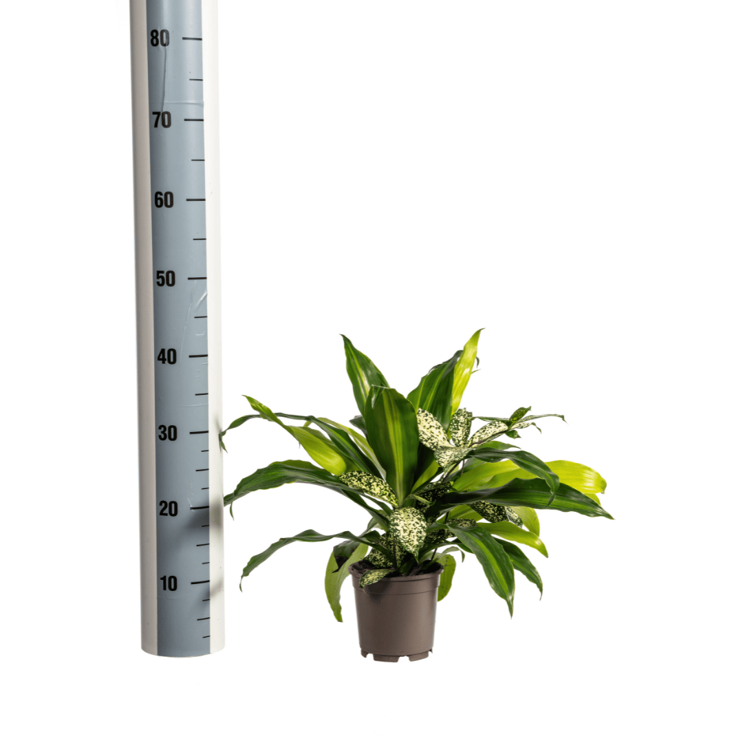 Mixed Combo Ø17cm - ↕55 - 65cm - Botanic-Vibes