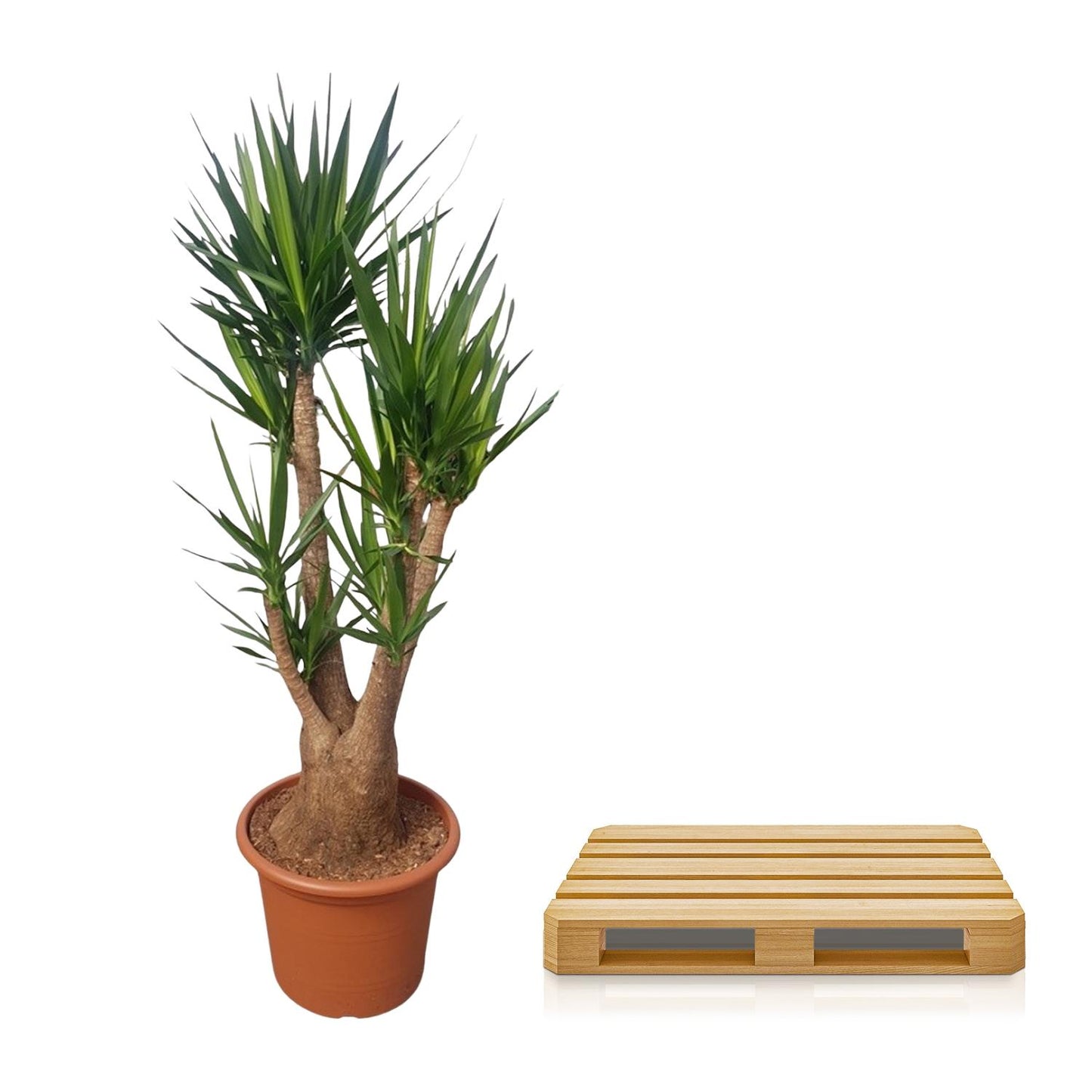 Yucca Elephantipes vertakt – 190 cm – Ø55