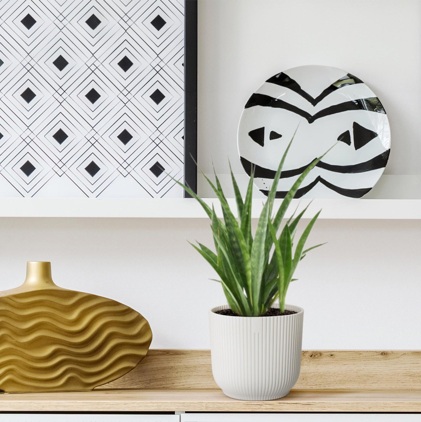 3x Sansevieria kirkii – 38 cm – Ø12