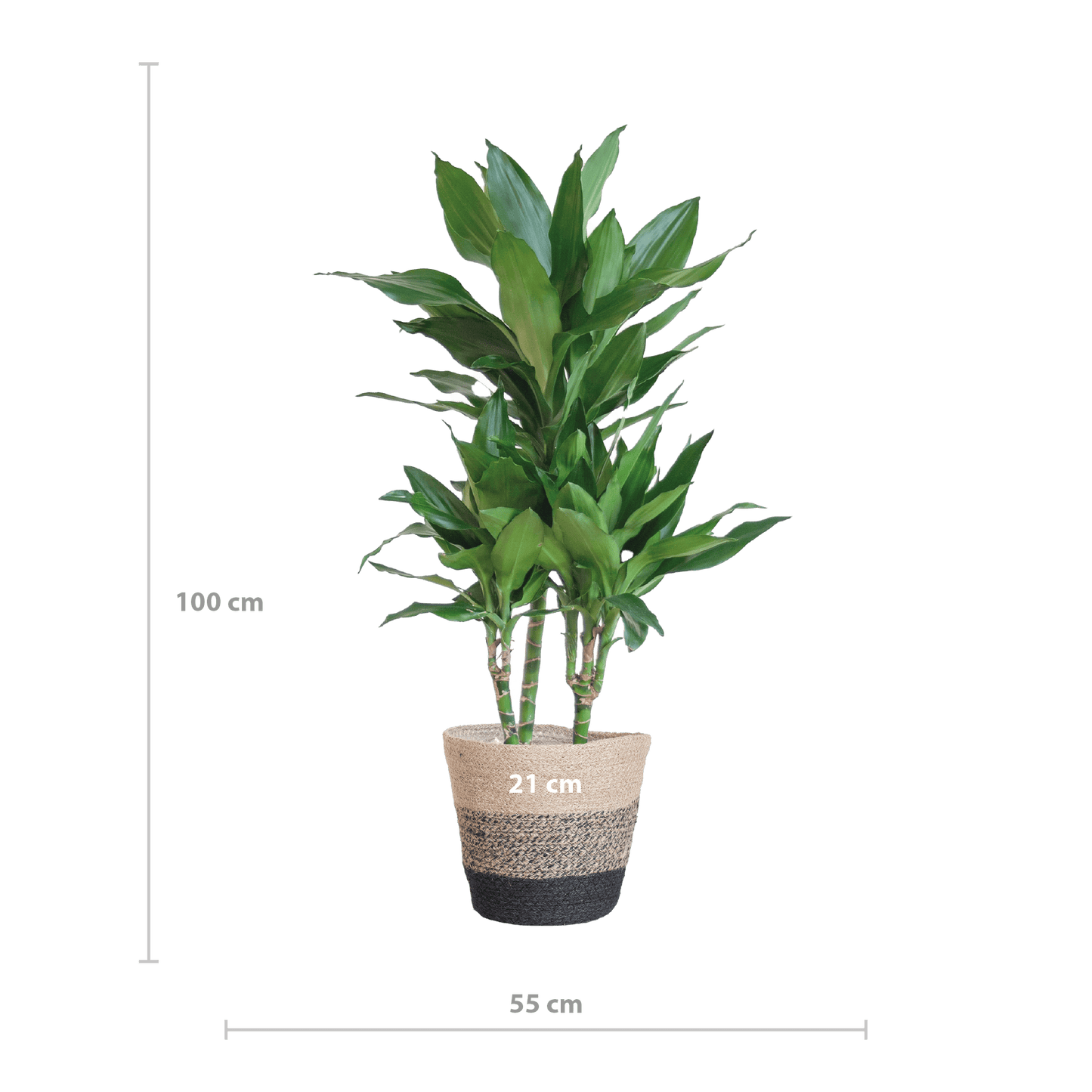 Dracaena  Janet Lindt mit Pflanzkorb Lissabon Schwarz - 95cm - Ø21 - Botanic-Vibes