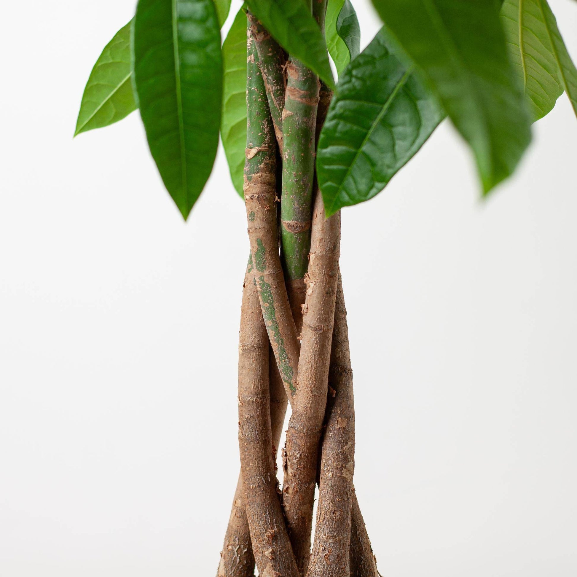 Pachira Aquatica mit Sofia-Korb natur  - 80cm - Ø21 - Botanic-Vibes