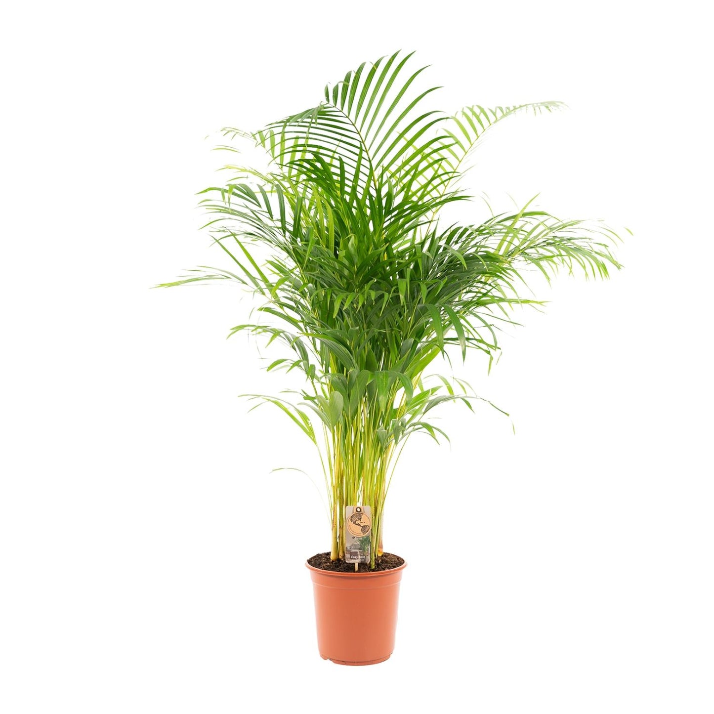 Areca-Palme – Ø21 cm – 130 cm