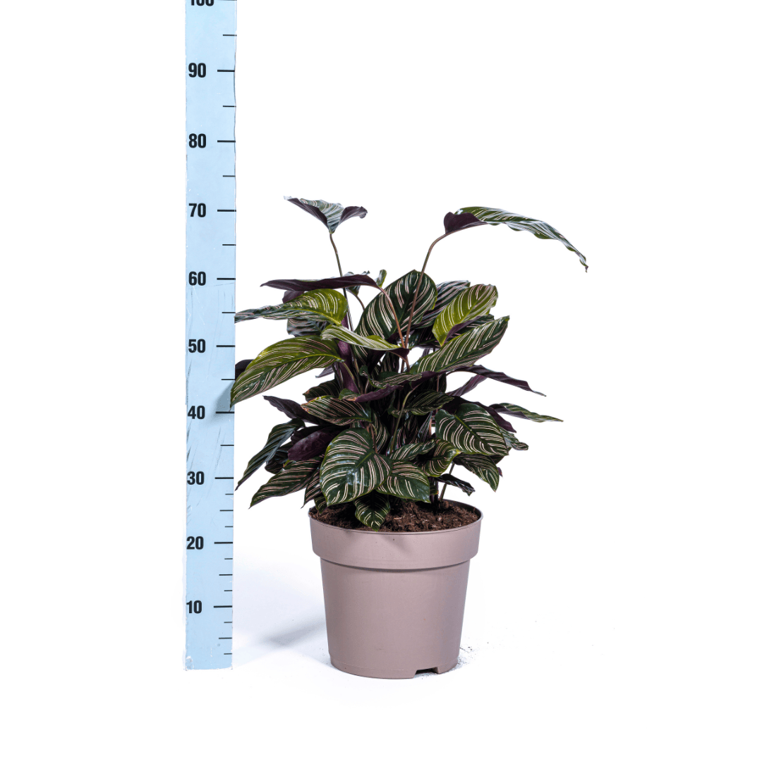 Calathea Ornata Sanderiana Ø27cm - ↕60 - 80cm - Botanic-Vibes