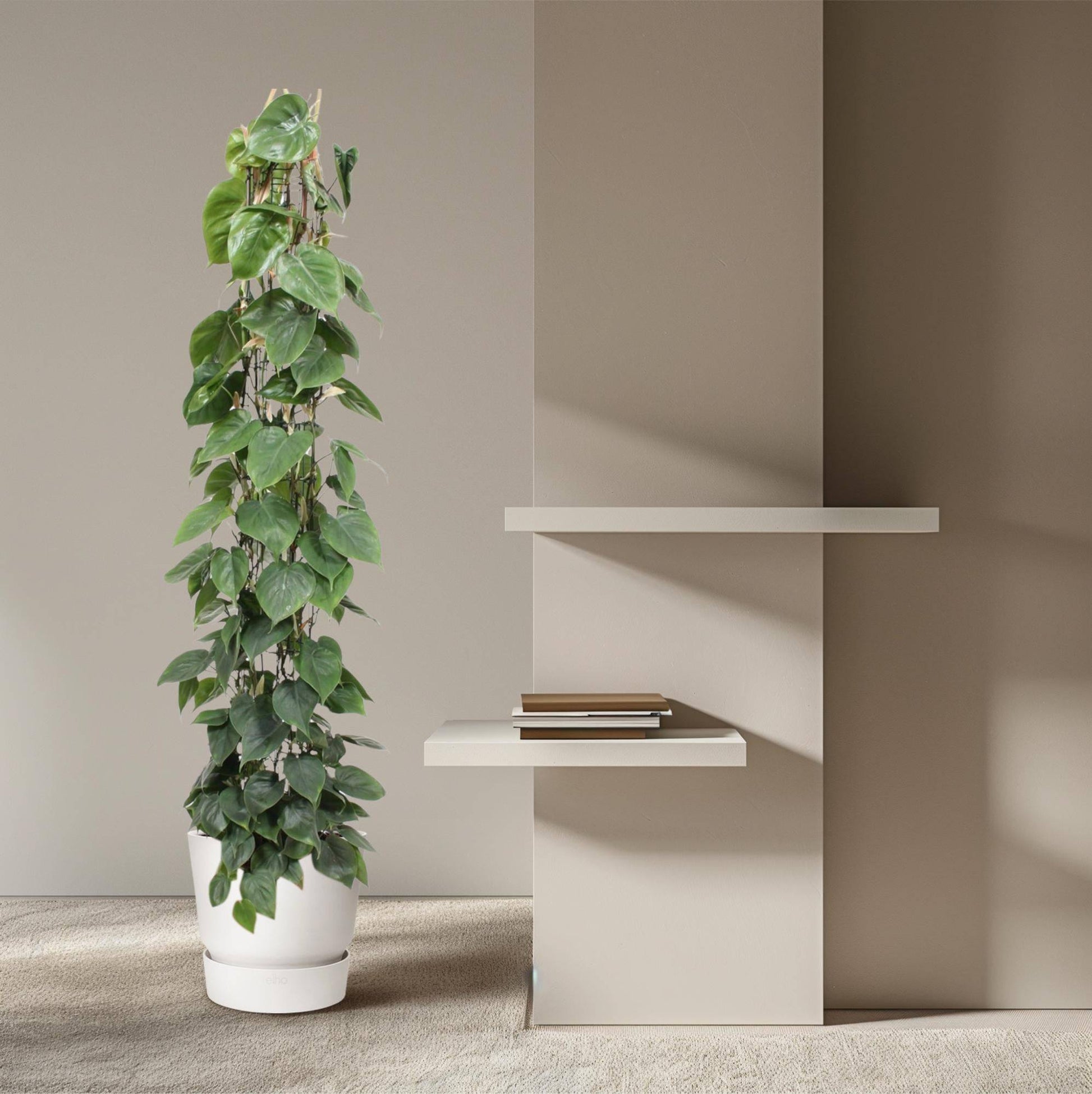 Philodendron scandens – mit Gitter – 160 cm – Ø27 - Botanic-Vibes