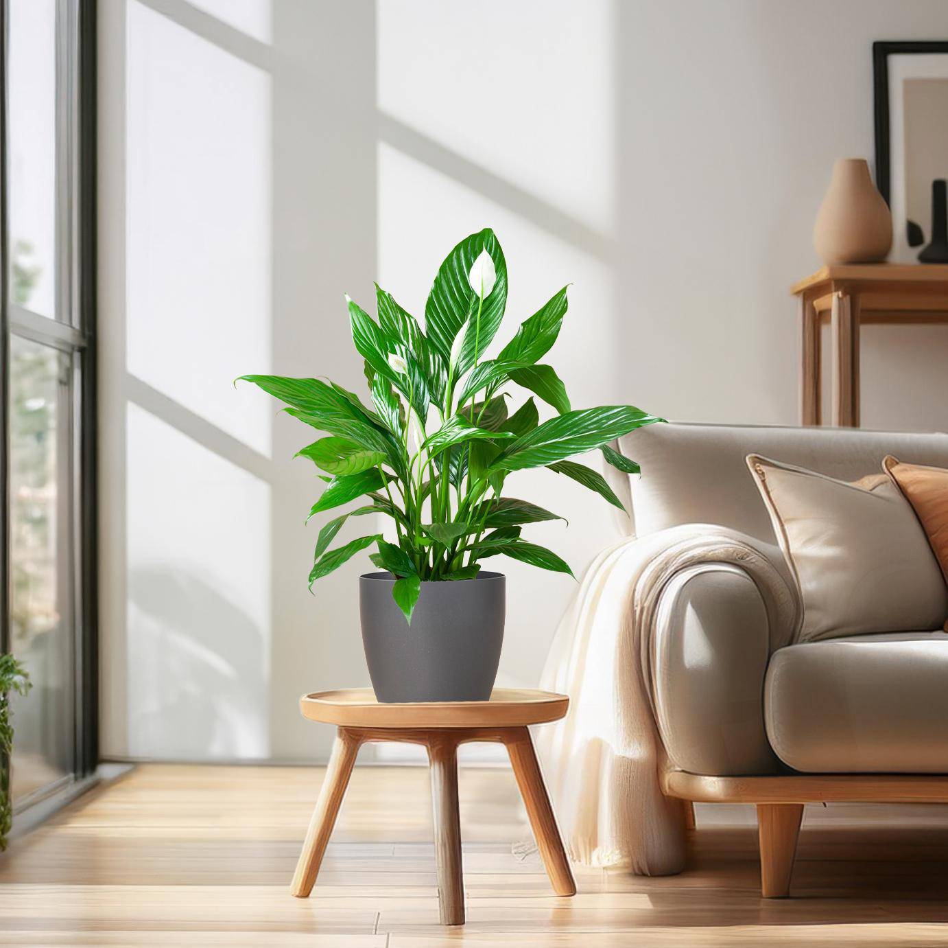 Spathiphyllum mit Viber grau – 80 cm – Ø21 - Botanic-Vibes