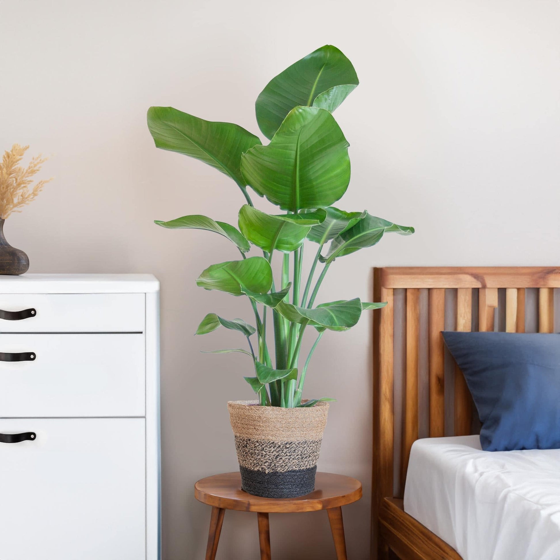Die Strelitzia Nicolai mit dem schwarzen Lissabon-Korb. - 80cm - Ø19 - Botanic-Vibes