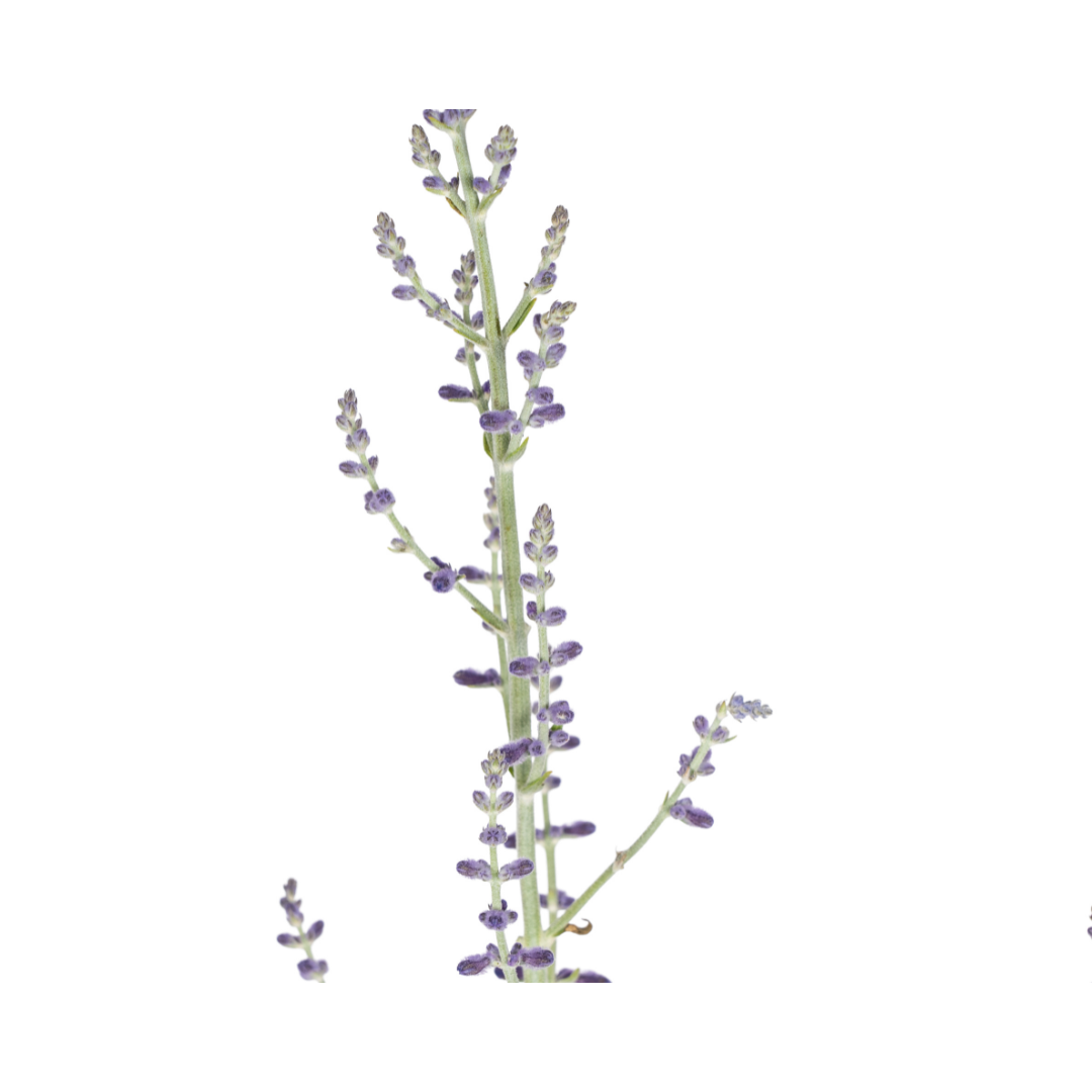 Perovskia atriplicifolia Ø19cm - ↕50 - 60cm