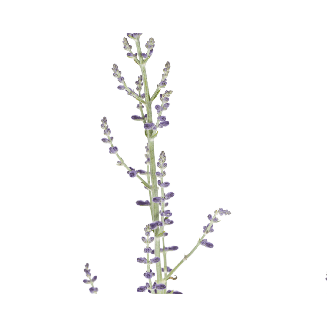 Perovskia atriplicifolia Ø19cm - ↕50 - 60cm - Botanic-Vibes