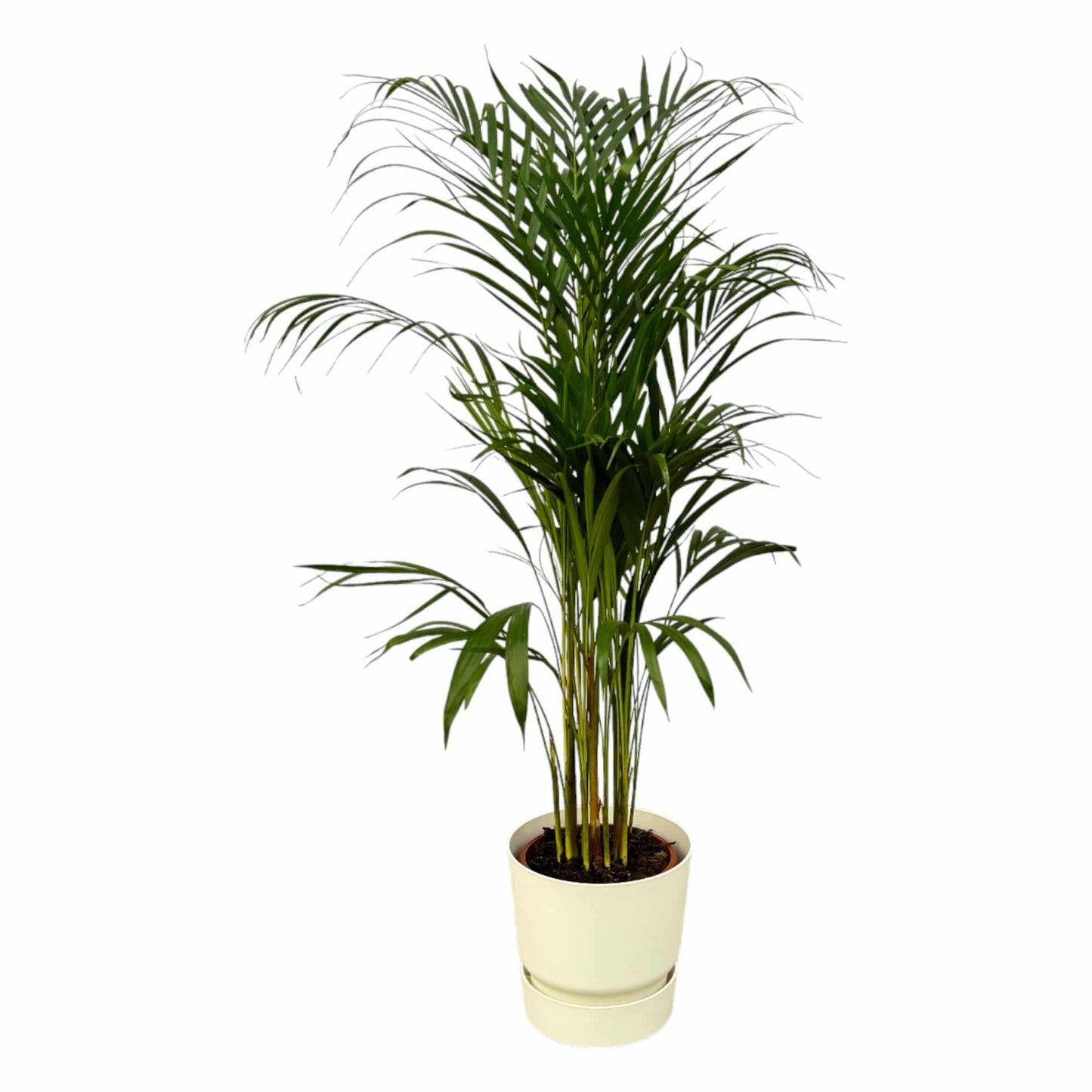 Areca-Palme – 110 cm – Ø21 inklusive elho Greenville Round Weiß D24×H23 - Botanic-Vibes
