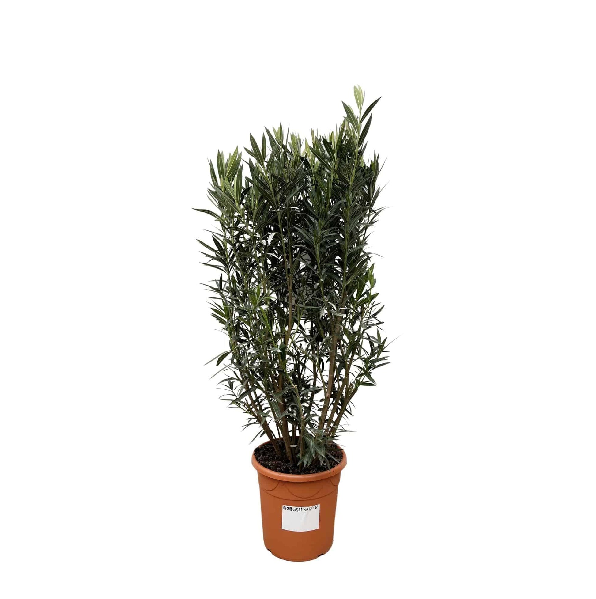Nerium oleander Strauch – 180 cm – Ø40 - Botanic-Vibes